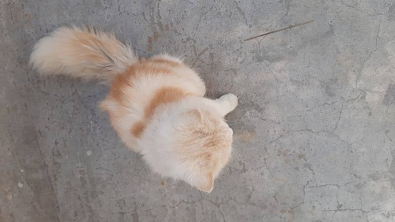 persian cat 2