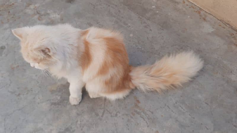 persian cat 3