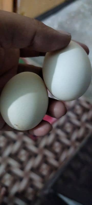 pure high quality aseel eggs for sale 0