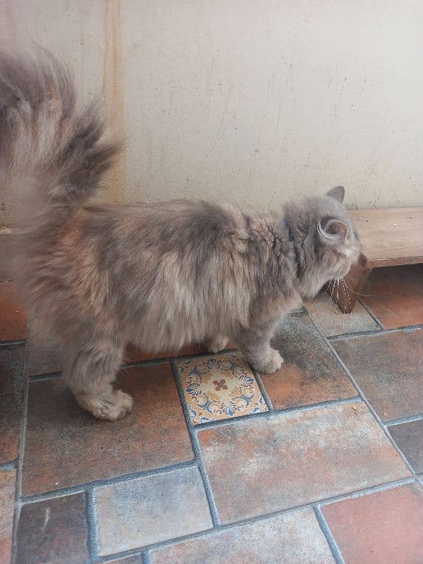 persian cat 4