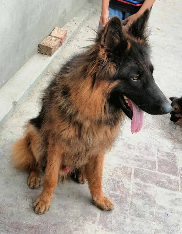 Long coat Male* pedigree 2