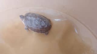 turtle