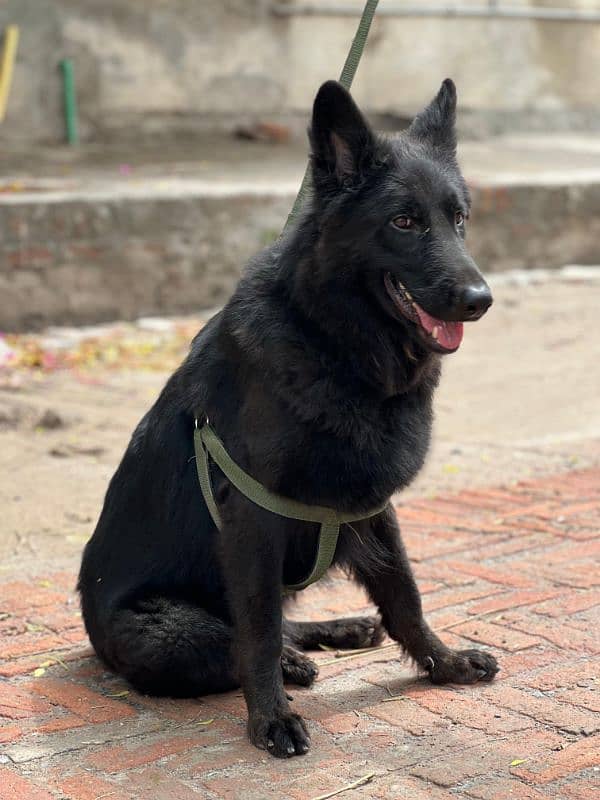 Black Female German Shepherd pink pedigreed 0