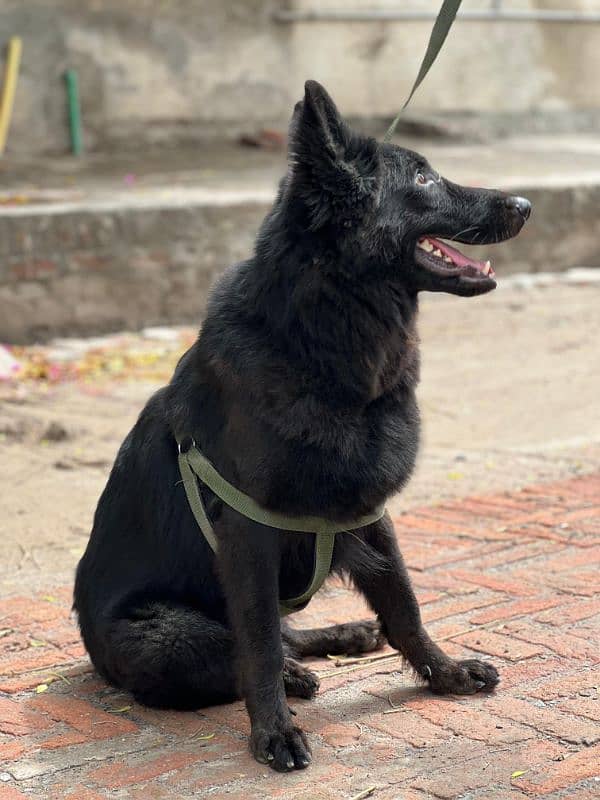 Black Female German Shepherd pink pedigreed 1