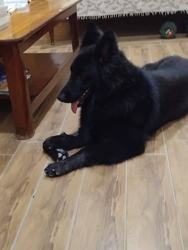 Black Female German Shepherd pink pedigreed 4