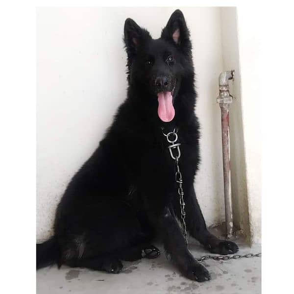 Black Female German Shepherd pink pedigreed 5