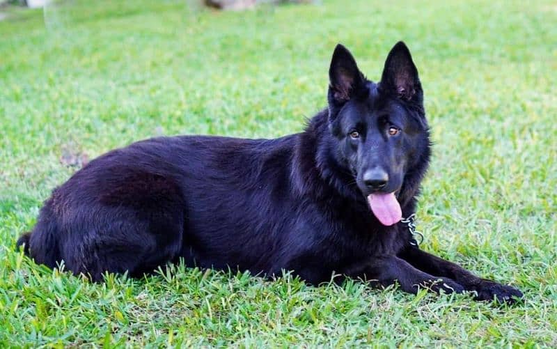 Black German Shepherd Pedigree Female 6 months 0