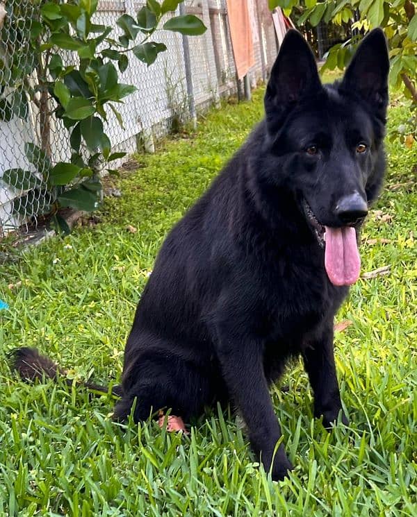 Black German Shepherd Pedigree Female 6 months 1