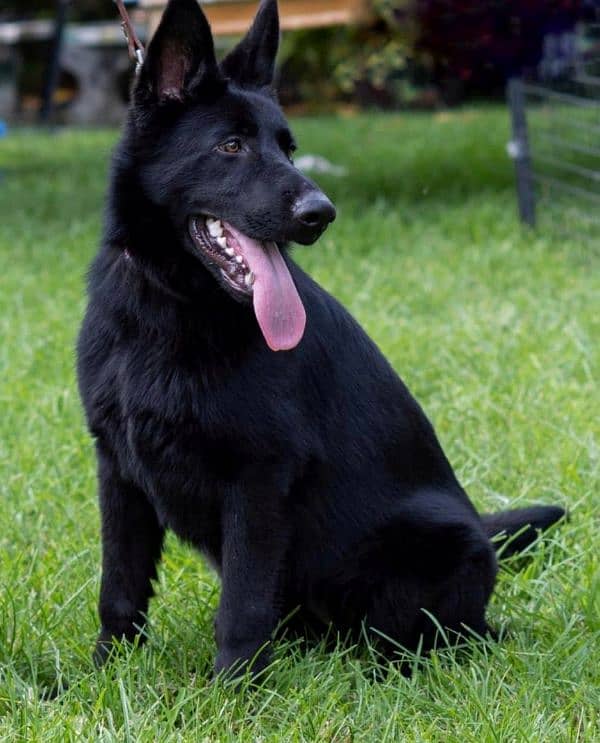 Black German Shepherd Pedigree Female 6 months 2