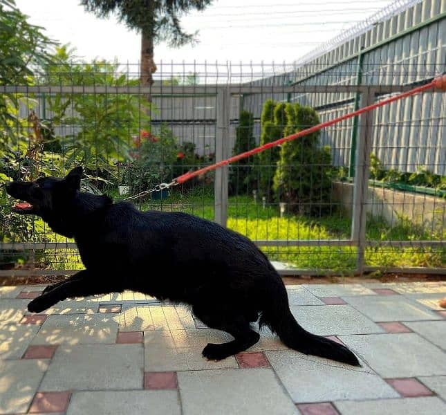 Black German Shepherd Pedigree Female 6 months 3