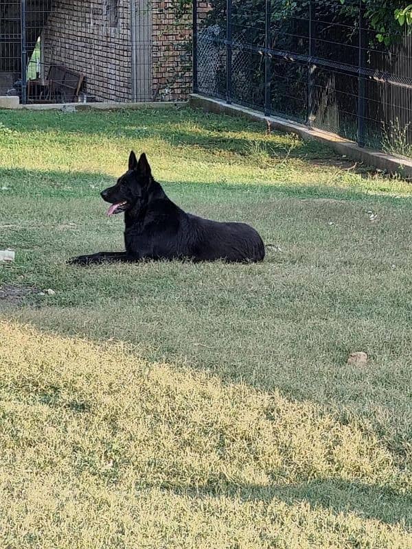 Black German Shepherd Pedigree Female 6 months 4