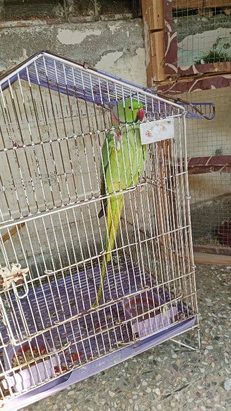 Talking Parrot for sale 0