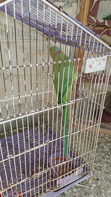 Talking Parrot for sale 1