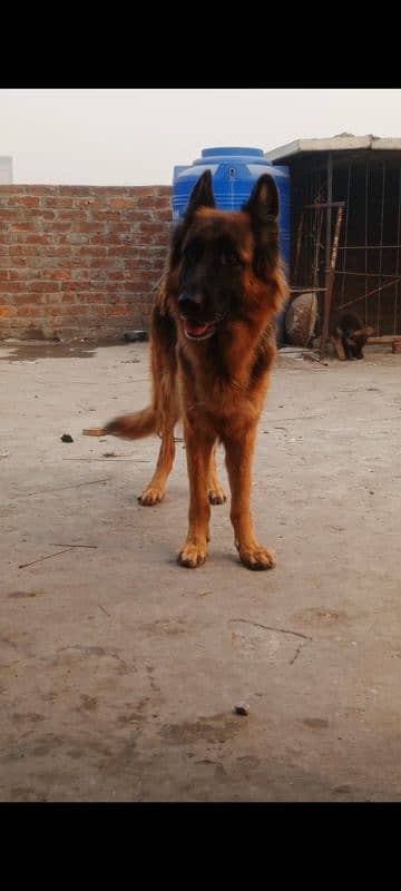 German Shepherd Female Pedigree 2