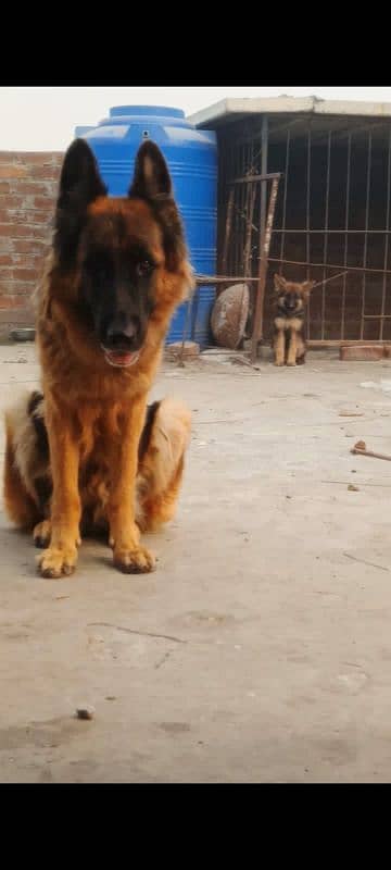 German Shepherd Female Pedigree 5