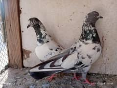 pure taddy,faqeer gul pair,35 waly, rampuri,