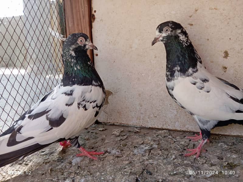 pure taddy,faqeer gul pair,35 waly, rampuri, 0