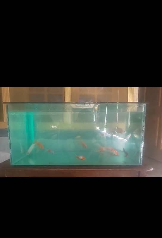 fish Aquriam with 11 fishes 2