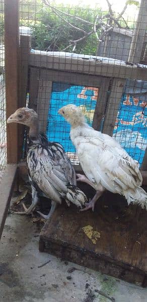 aseel chiks pair 0