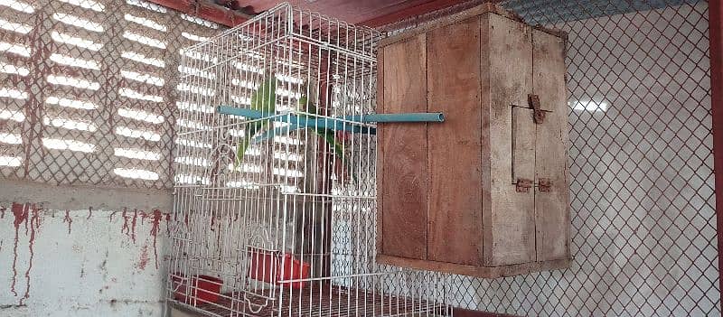 green ringneck pair with cage and box 1