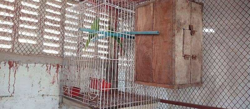 green ringneck pair with cage and box 2