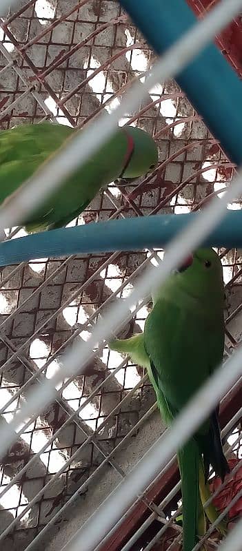 green ringneck pair with cage and box 5