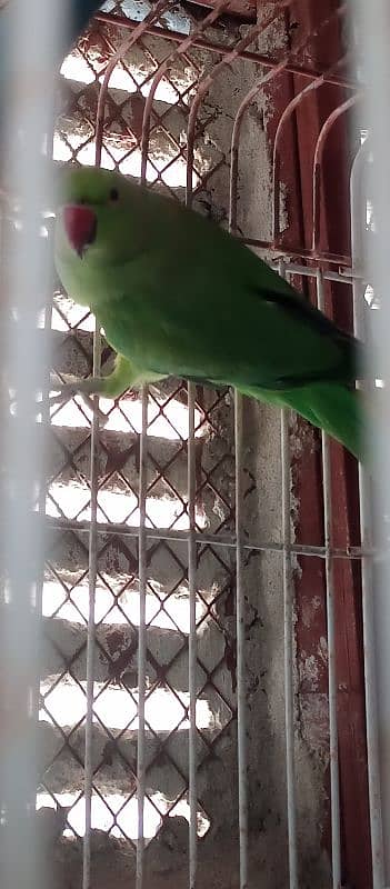 green ringneck pair with cage and box 7