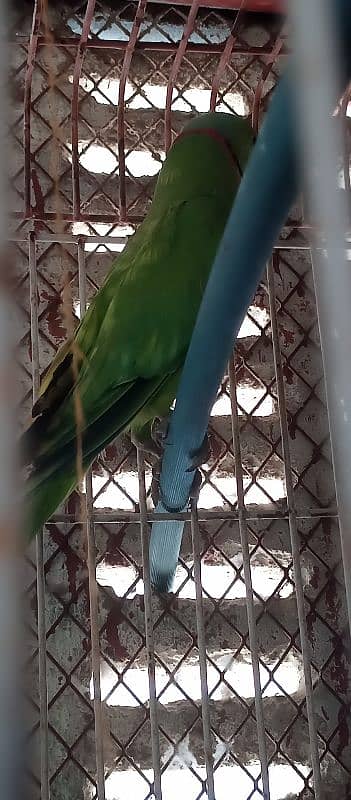 green ringneck pair with cage and box 9