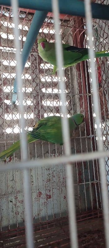 green ringneck pair with cage and box 11