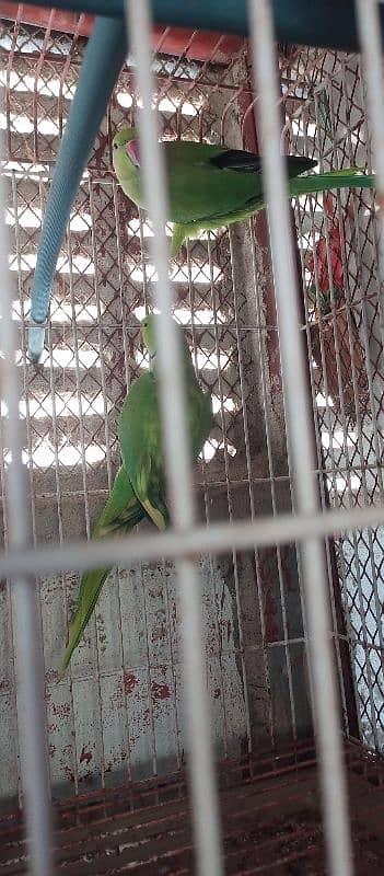 green ringneck pair with cage and box 12