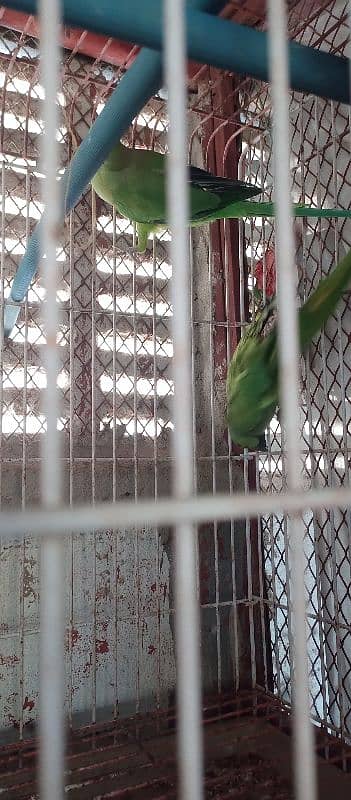 green ringneck pair with cage and box 13