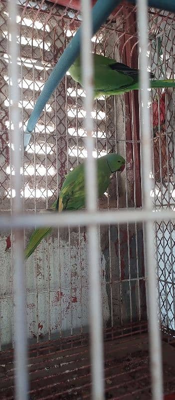 green ringneck pair with cage and box 14