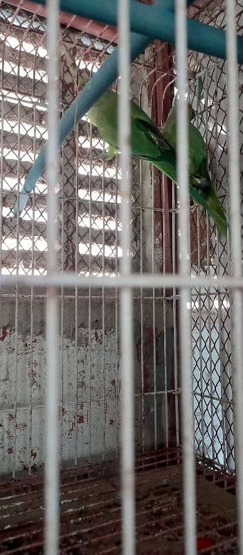 green ringneck pair with cage and box 15