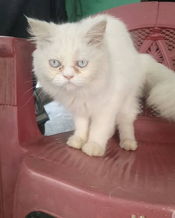 white persian female 0