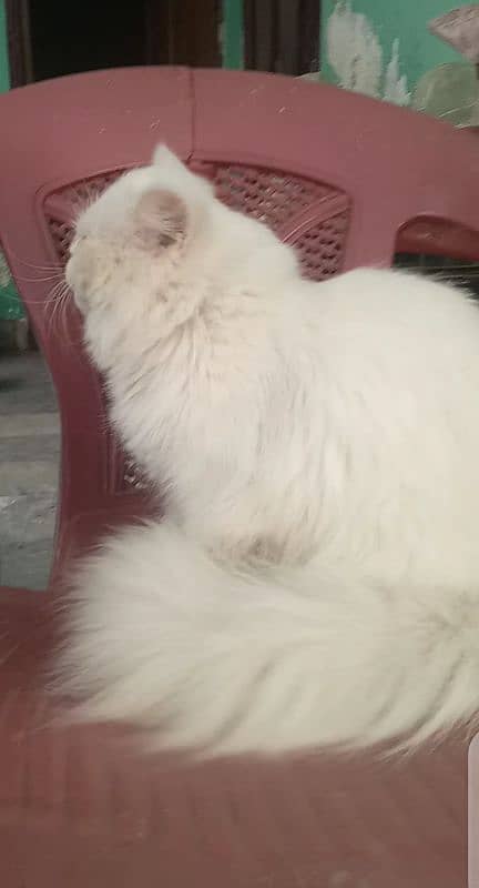 white persian female 1