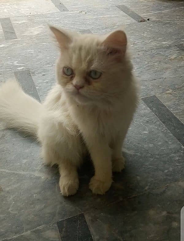 white persian female 2