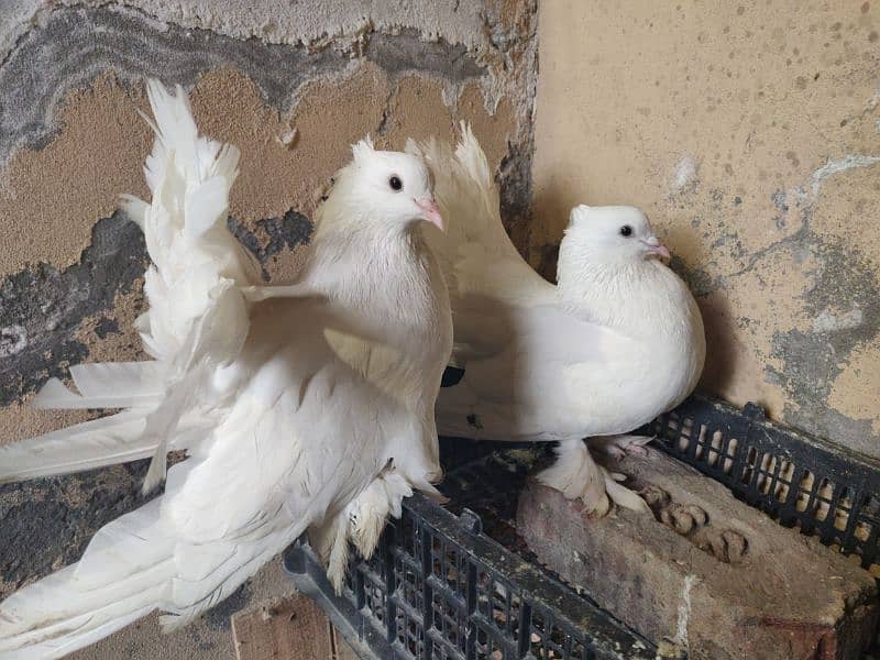 English fantail pigeon pure white lucky 0