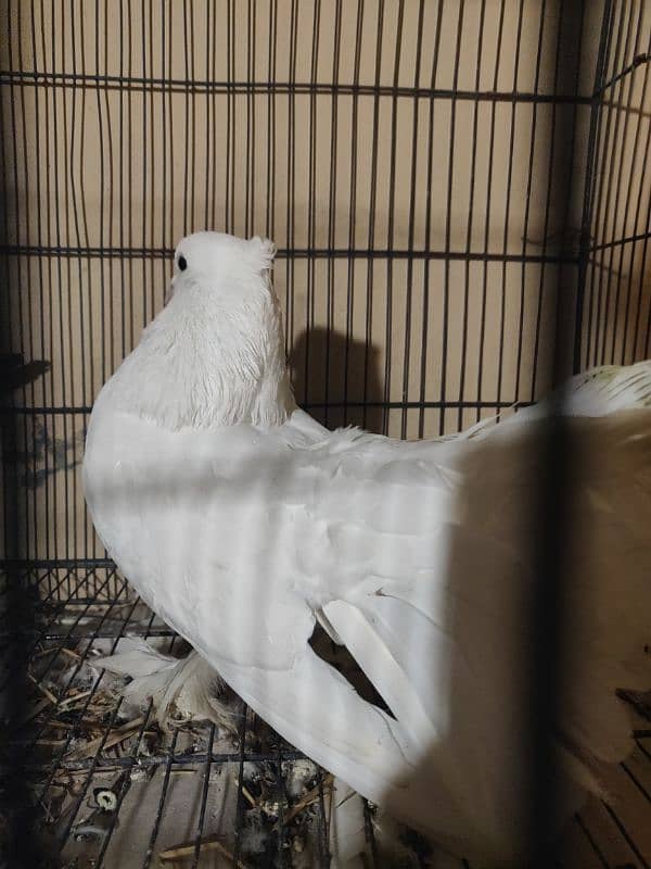 English fantail pigeon pure white lucky 1