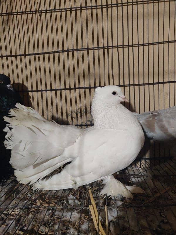 English fantail pigeon pure white lucky 2