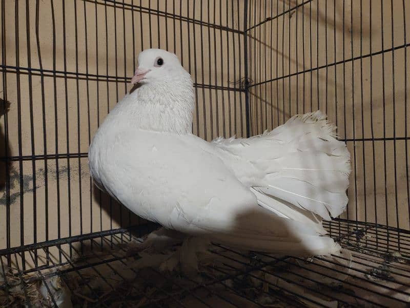 English fantail pigeon pure white lucky 3