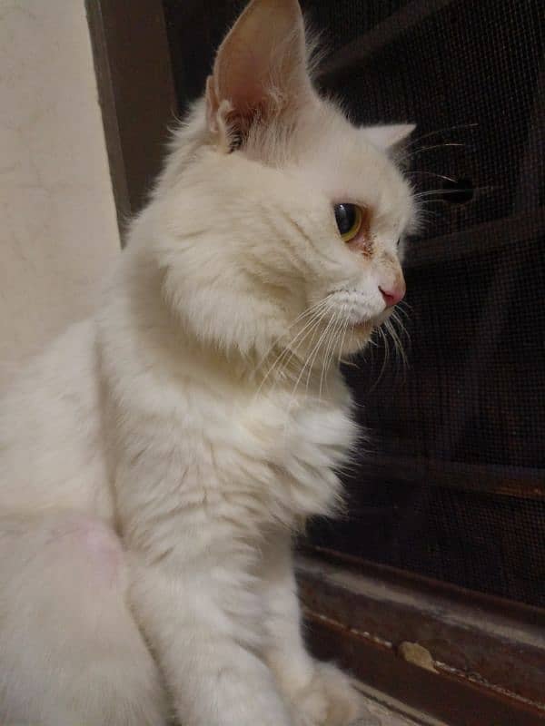 Full White Color Cat 0