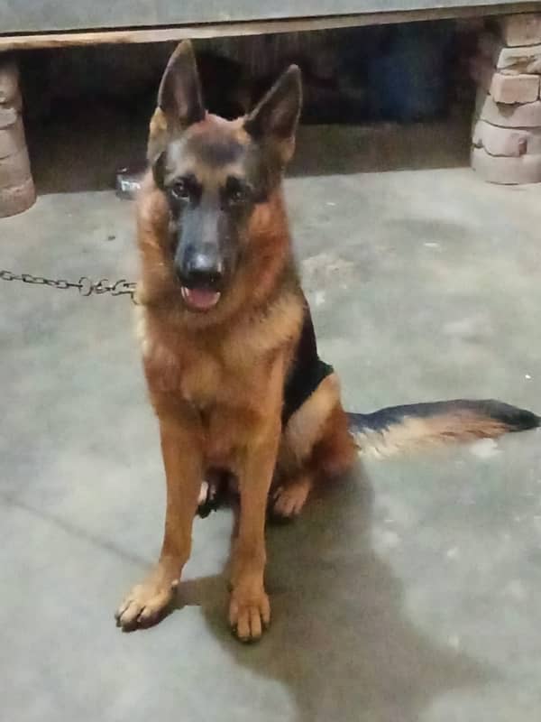 german shepherd for sale 0