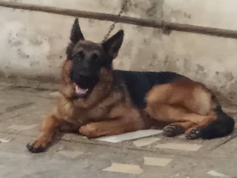 german shepherd for sale 1