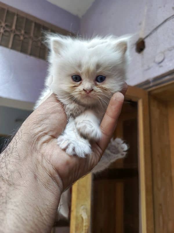 Persian cat triple code male and female 1