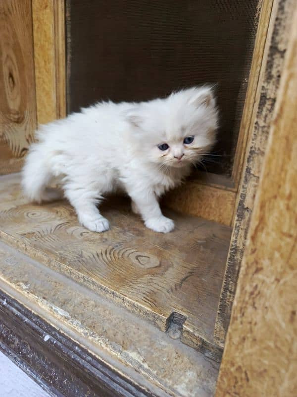 Persian cat triple code male and female 2