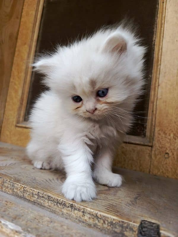 Persian cat triple code male and female 4