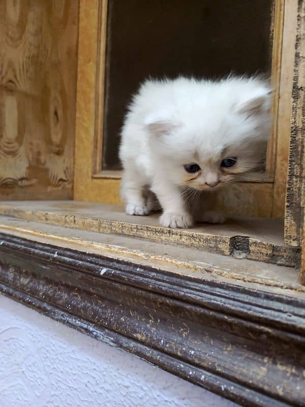 Persian cat triple code male and female 6