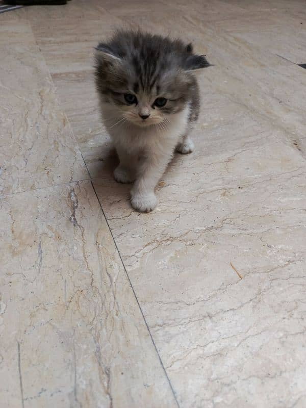 Persian cat triple code male and female 7