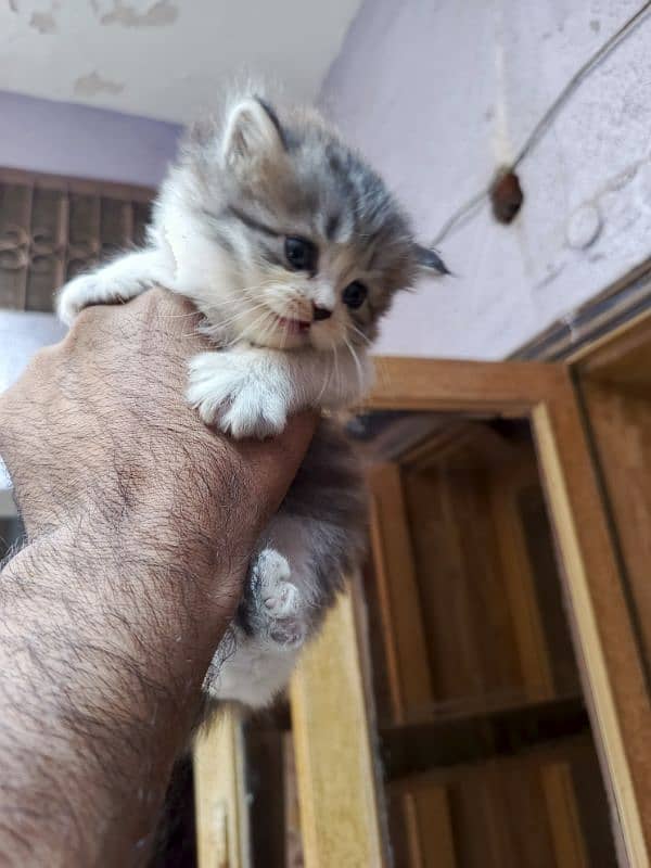 Persian cat triple code male and female 8