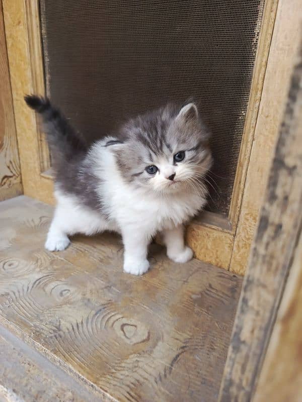 Persian cat triple code male and female 10